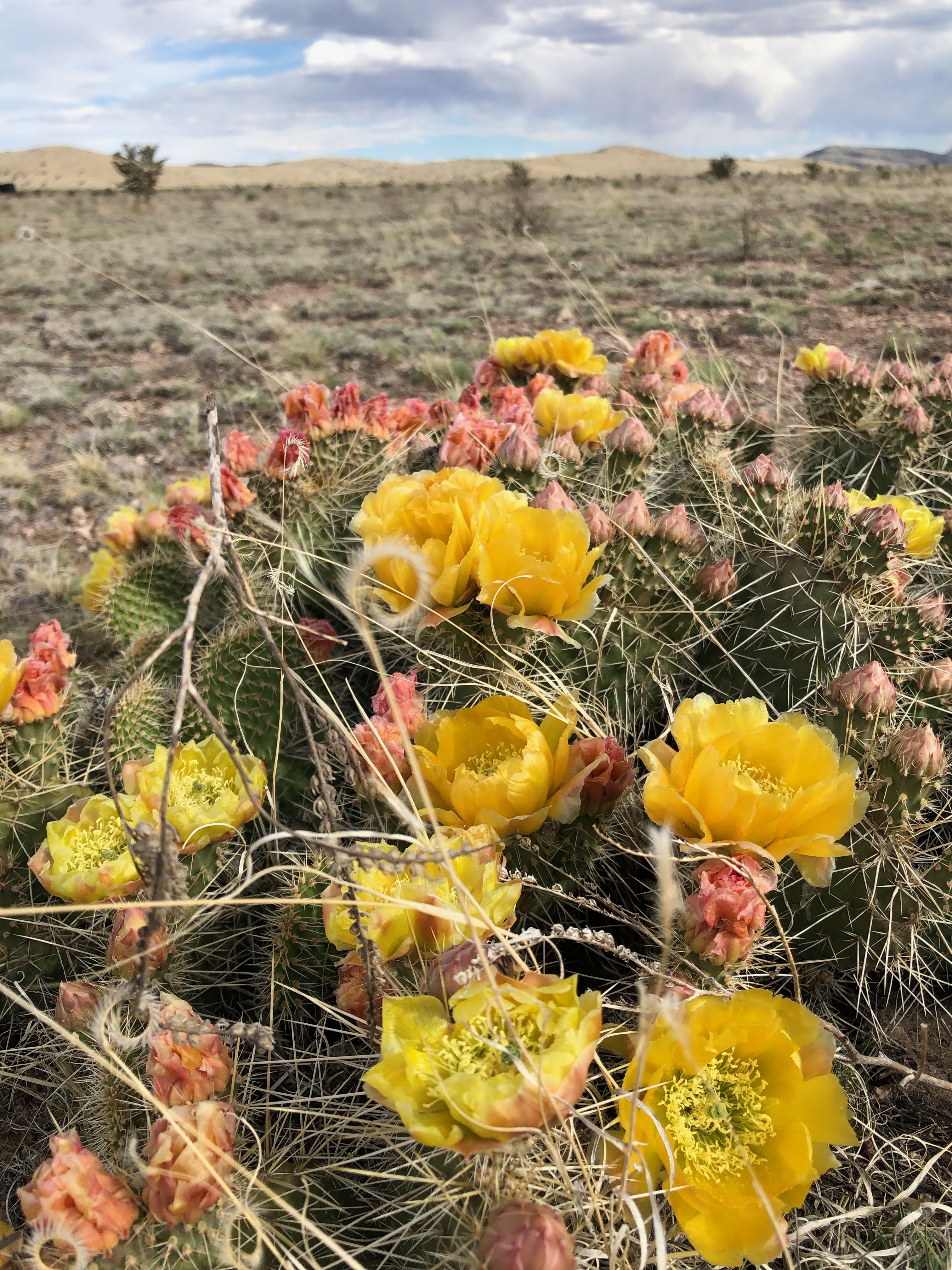 Photo of prickly pear Drexel alumna Holly Hagy, BSN '15, saw on a June 2020 walk.